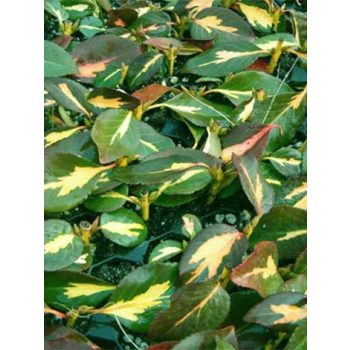   Kúszó kecskerágó, sárgatarka levelű, Euonymus for. 'Sunspot'