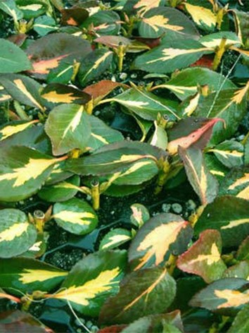 Kúszó kecskerágó, sárgatarka levelű, Euonymus for. 'Sunspot'