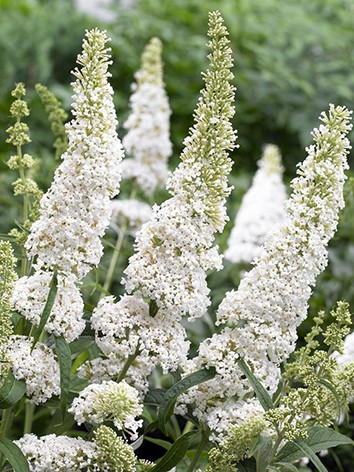 Nyáriorgona, fehér virágú, Buddleia d. 'White Boquete'