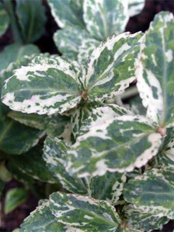 Kúszó kecskerágó, fehértarka levelű, Euonymus fort. 'Emerald Gaiety'
