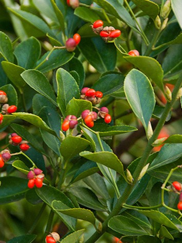 Japán kecskerágó, Euonymus japonicus