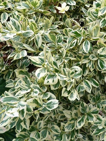 Japán kecskerágó, fehértarka levelű, Euonymus jap. 'Bravo'