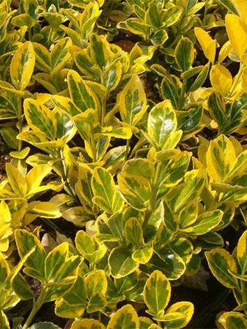 Japán kecskerágó, sárgatarka levelű, Euonymus jap. 'Ovatus Aureus'