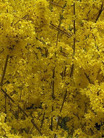 Aranyfa, Forsythia viridissima 'Weber's Favorit'