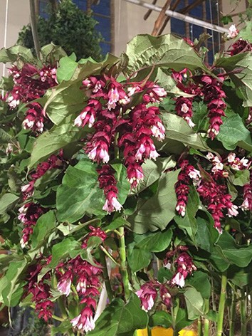 Bíborbogyó, Karamellbogyó, Himalájai lonc, Leycesteria formosa 'Purple Rain'