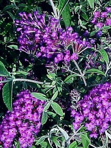 Nyáriorgona, liláspiros virágú, Buddleia d. 'Nanho Purple'