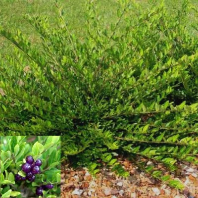 Mirtuszlonc, Lonicera nitida 'Maigrün'