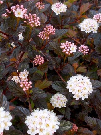 Hólyagvessző, vörös levelű, Physocarpus op. 'Red Baron'