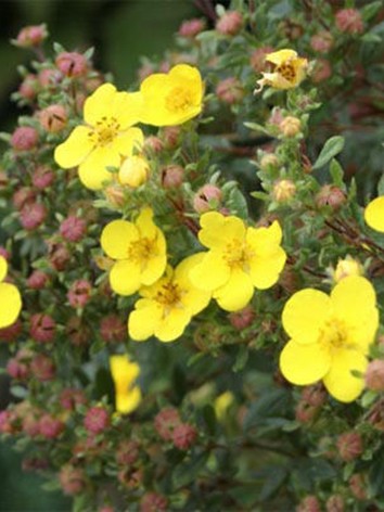 Cserjés pimpó, sárga virágú, Potentilla frut. 'Goldfinger'