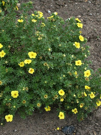 Cserjés pimpó, citromsárga virágú, Potentilla frut. 'Kobold'