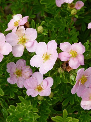 Cserjés pimpó, rózsaszín virágú, Potentilla frut. 'Pink Beauty'