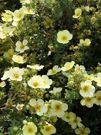 Cserjés pimpó, krémsárga virágú, Potentilla frut. 'Primrose Beauty'