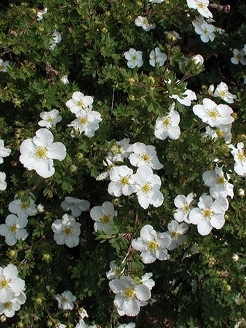 Cserjés pimpó, fehér virágú, Potentilla fruticosa 'Mount Everest'