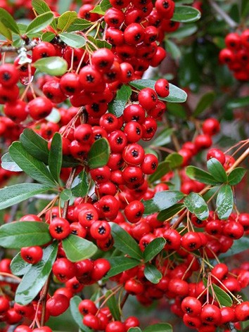 Tűztövis, piros termésű, Pyracantha 'Mohave'