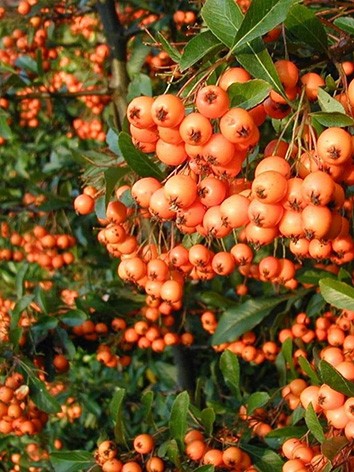 Tűztövis, narancssárga termésű, Pyracantha 'Orange Glow' 