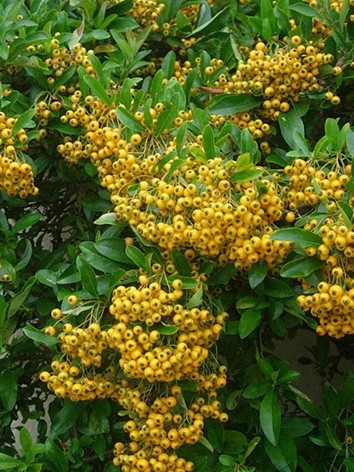 Tűztövis, citromsárga termésű, Pyracantha 'Soleil d'or' 