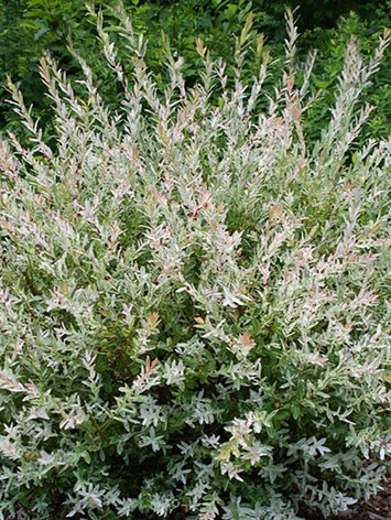 Tarka levelű fűz, Salix int. 'Hakuro Nishiki'