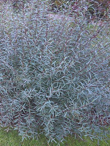 Uráli csigolyafűz, Salix purpurea 'Gracillis'