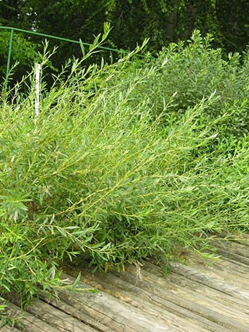 Serevényfűz, Salix rosmarinifolia