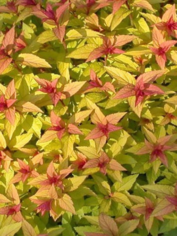 Törpe gyöngyvessző, Spiraea jap. 'Goldflame