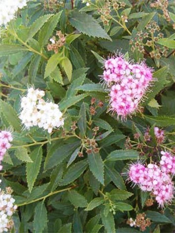 Törpe gyöngyvessző, Spiraea jap. 'Shirobana'