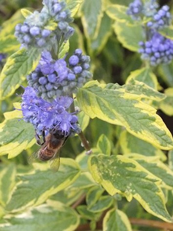 Kékszakáll, sárgatarka levelű, Caryopteris 'Summer Sorbet'