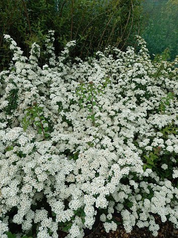 Nipponi gyöngyvessző, Spiraea nipponica 'June Bride'