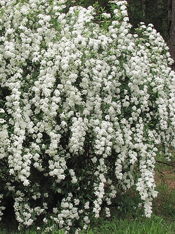 Kerti gyöngyvessző, Spiraea x vanhouttei