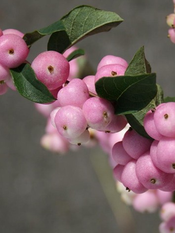 Hóbogyó, rózsaszín bogyós, Symphorycarpos doorenbosii 'Pink Pearl' 