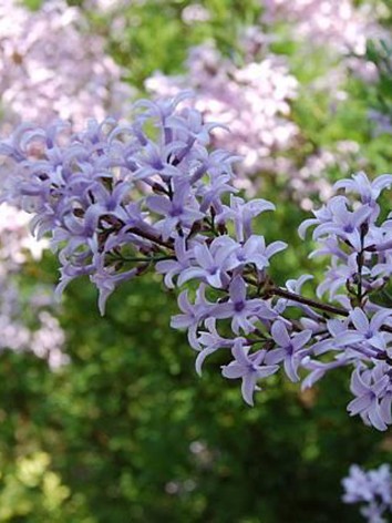 Szeldelt levelű orgona, Syringa protolaciniata 'Kabul'