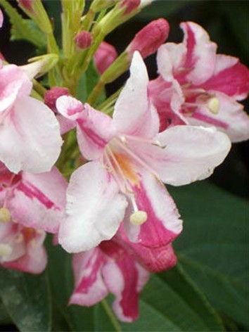 Rózsalonc, rózsaszín virág bordó foltokkal, Weigela flor. 'Abel Carriere'