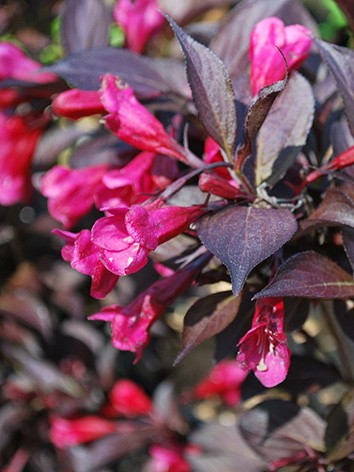 Rózsalonc, bordó levelű, Weigela flor. 'Alexandra'