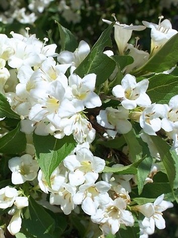 Rózsalonc, fehér virágú, Weigela flor. 'Alba'