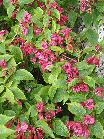 Rózsalonc, sárgatarka levelű, Weigela flor. 'Brigela'