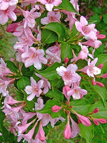 Rózsalonc, rózsaszín virágú, Weigela flor. 'Le Printemps'