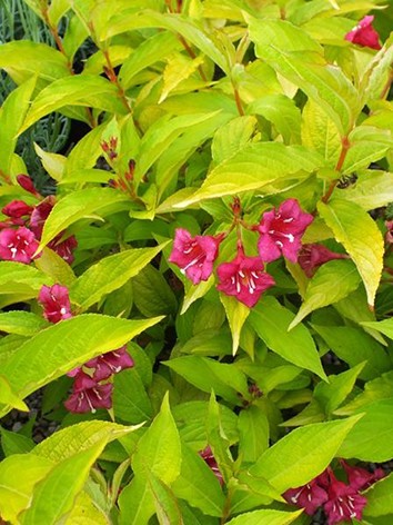 Rózsalonc, sárga levelű, Weigela flor. 'Looymansii Aurea'