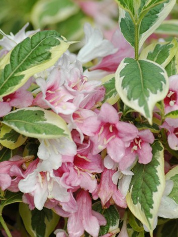 Rózsalonc, fehértarka levelű, Weigela flor. 'Variegata'