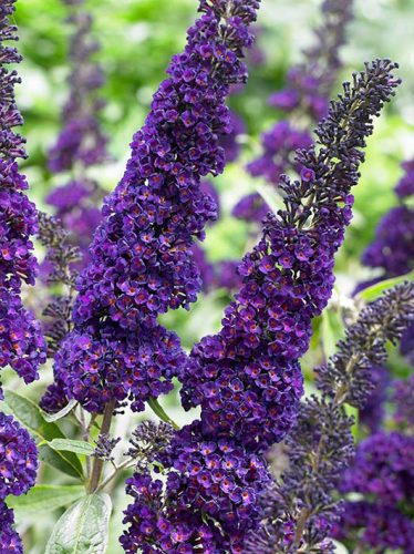 Nyáriorgona, sötétlila virágú,  Buddleia davidii "Black Knight"