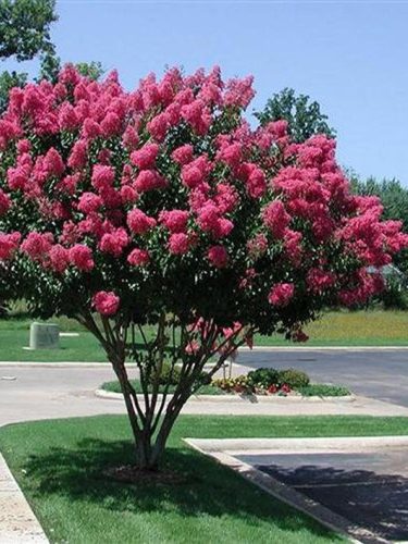 Selyemmirtusz, Lagerstromia indica