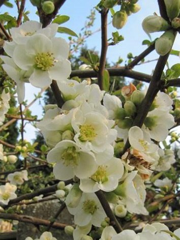 Japánbirs, fehér virágú, Chaenomeles x superba 'Nivalis' 