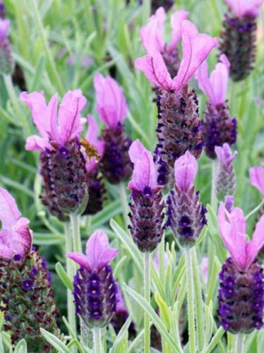 Francia levendula, Lavandula stoechas