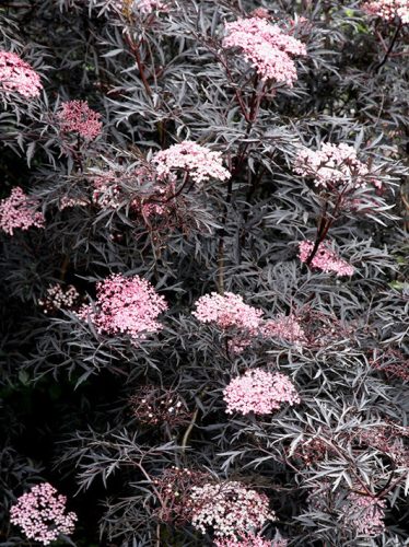 Sambucus nigra "Purpurea"