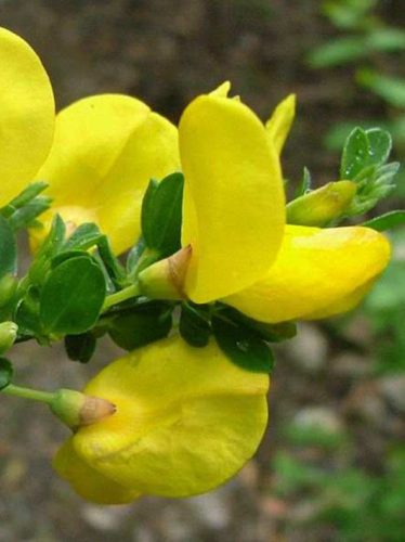 Seprűzanót, Cytisus scoparius