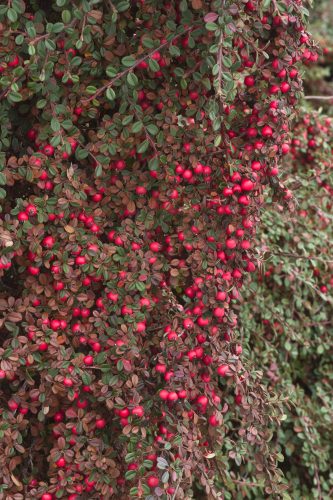 Madárbirs, Cotoneaster dammeri "Eichholz"