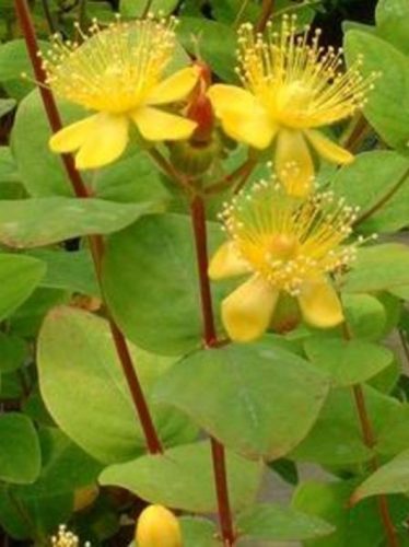 Orbáncfű bogyós változat, Hypericum indorum "Rheingold"