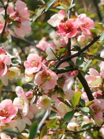 Japánbirs, rózsaszín virágú, Chaenomeles x superba 'Semperflorens' 