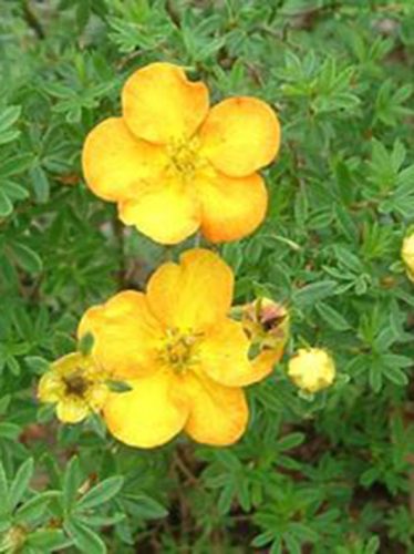 cserjés pimpó, Potentilla fruticosa "Anette"