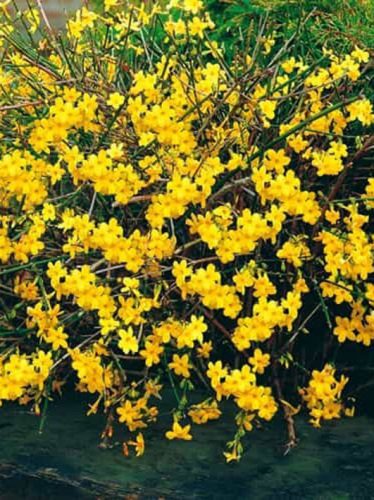 Téli jázmin, Jasminum nudiflorum