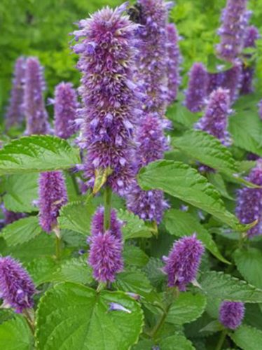 Limonádénövény, Ánizsizsóp, Ánizsmenta, Agastache foeniculum