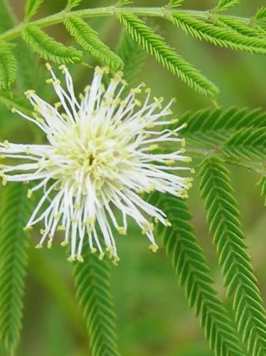 Évelő mimóza, Desmanthus illinoensis
